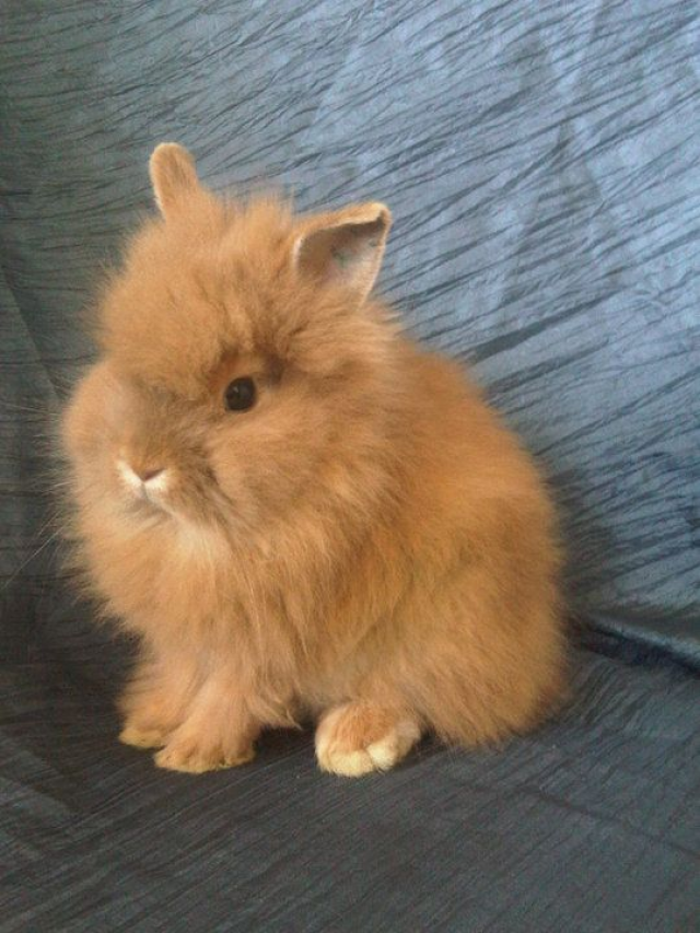 8 Pet Rabbit breeds in India News24 English