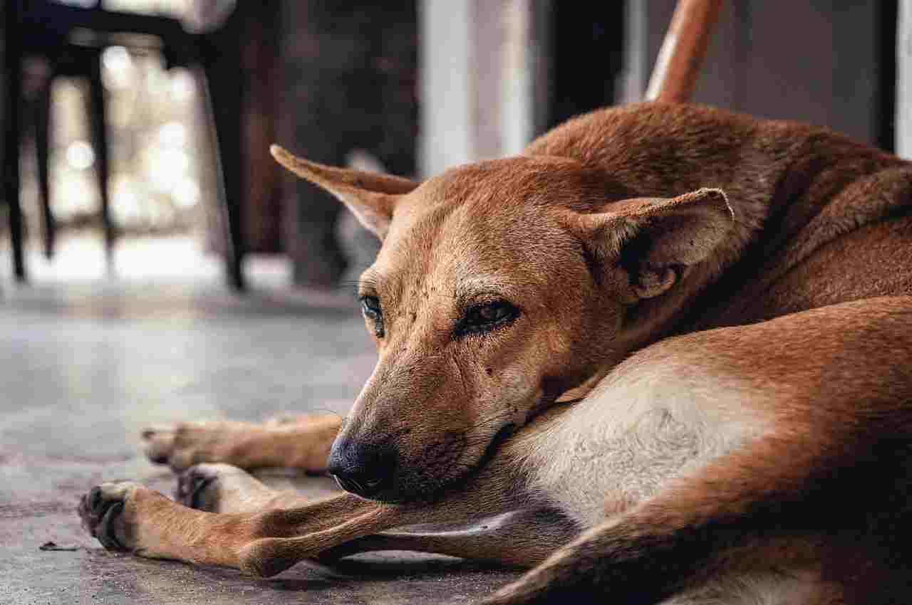 Animal rights activists, dogs killing in kerala