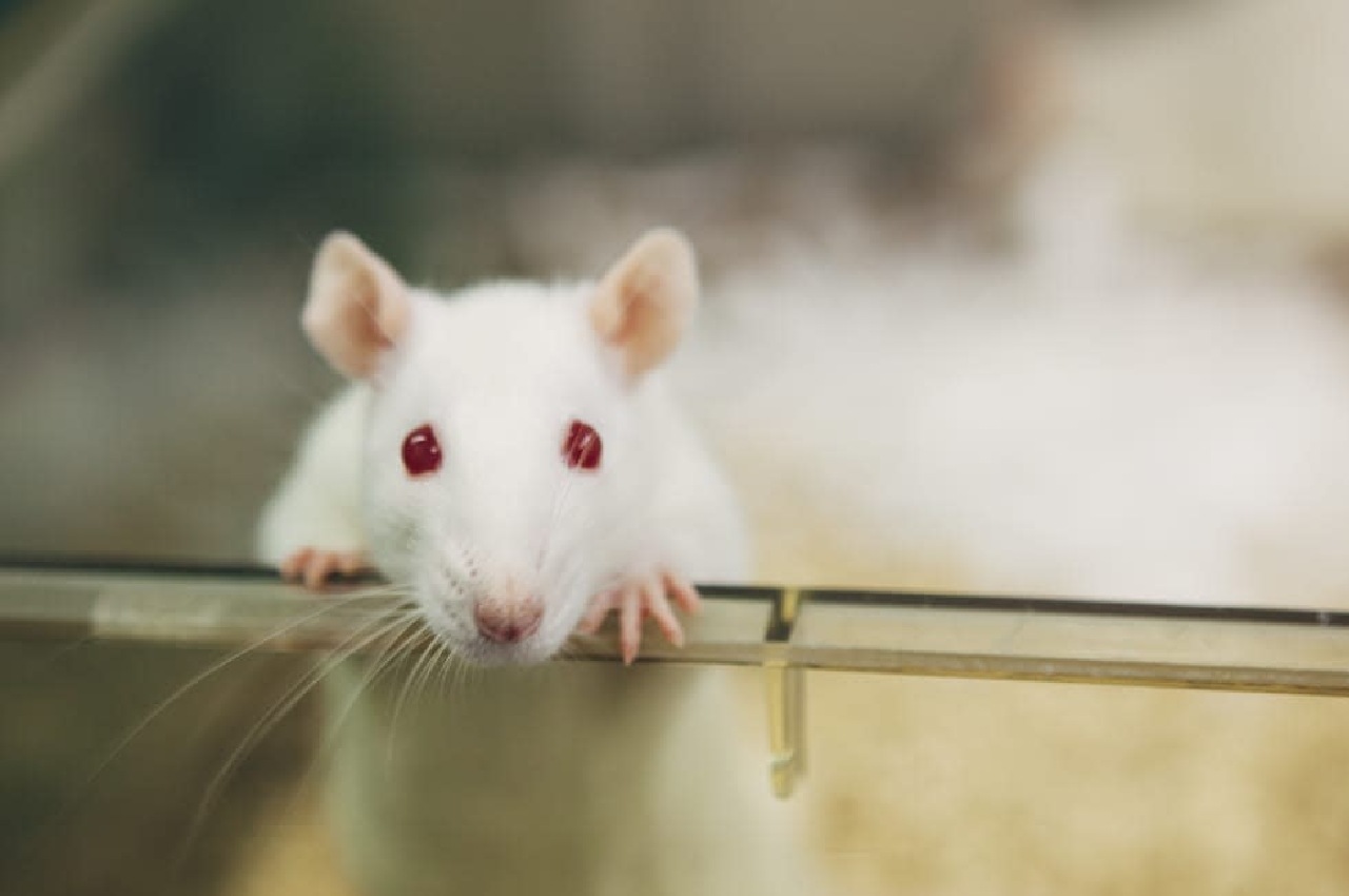 Rat receive transplant of human brain cells, massive leap for neuro