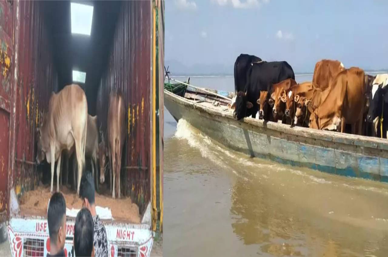 Assam Police rescues another batch of 24 cattle heads