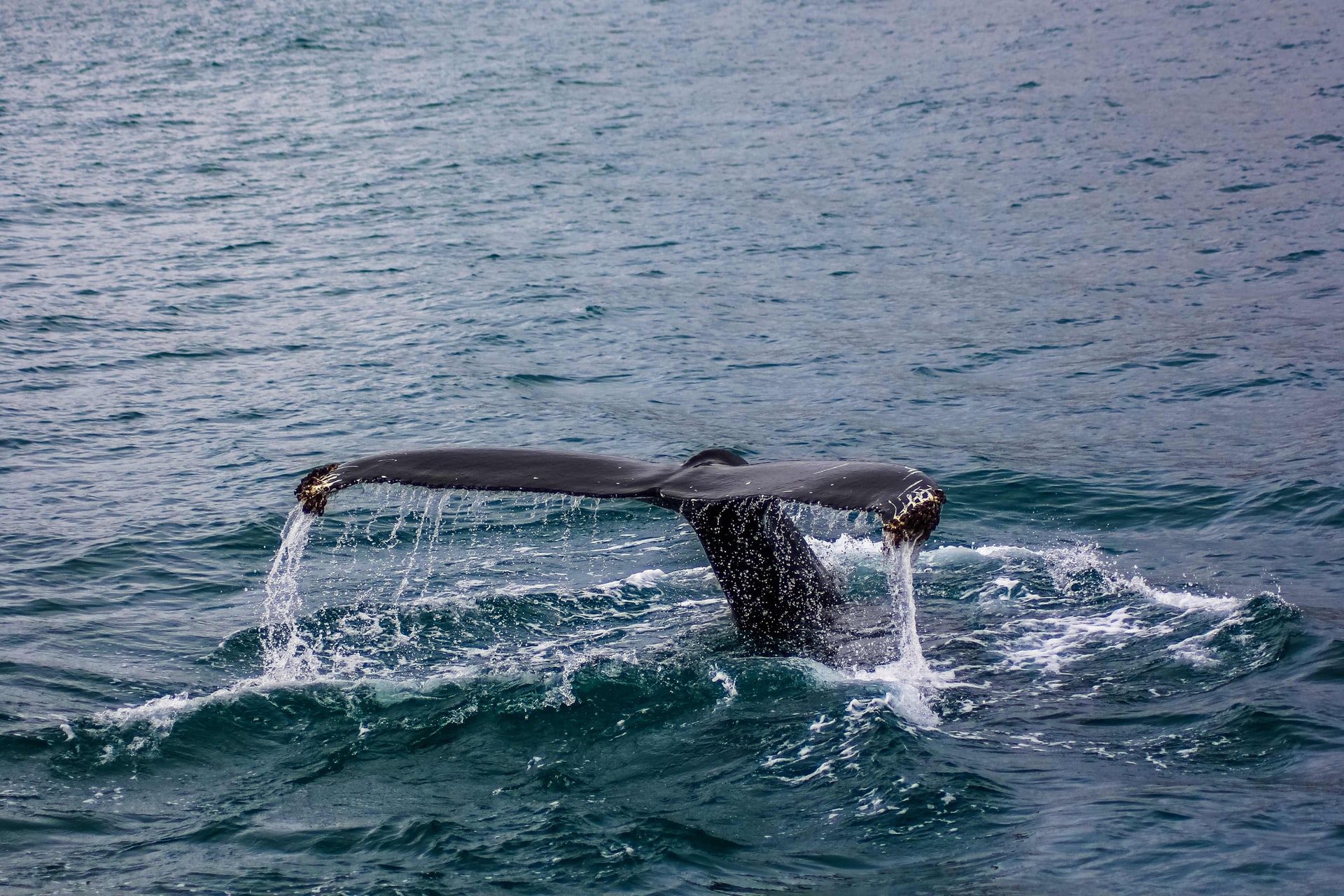 The Best Places to Go Whale Watching in Iceland