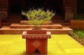 Tulsi Vastu Tips