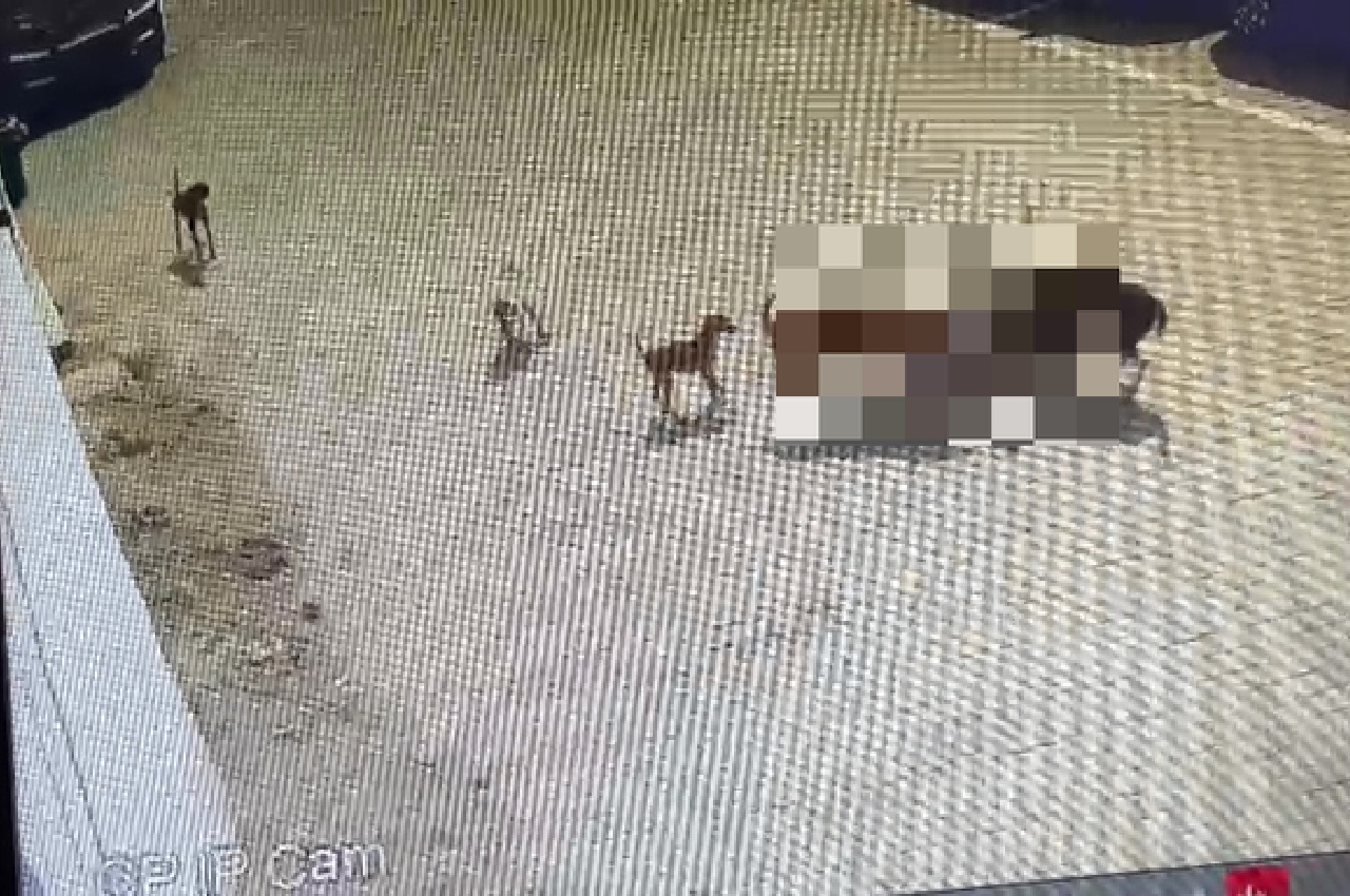 Hyderabad dog attack
