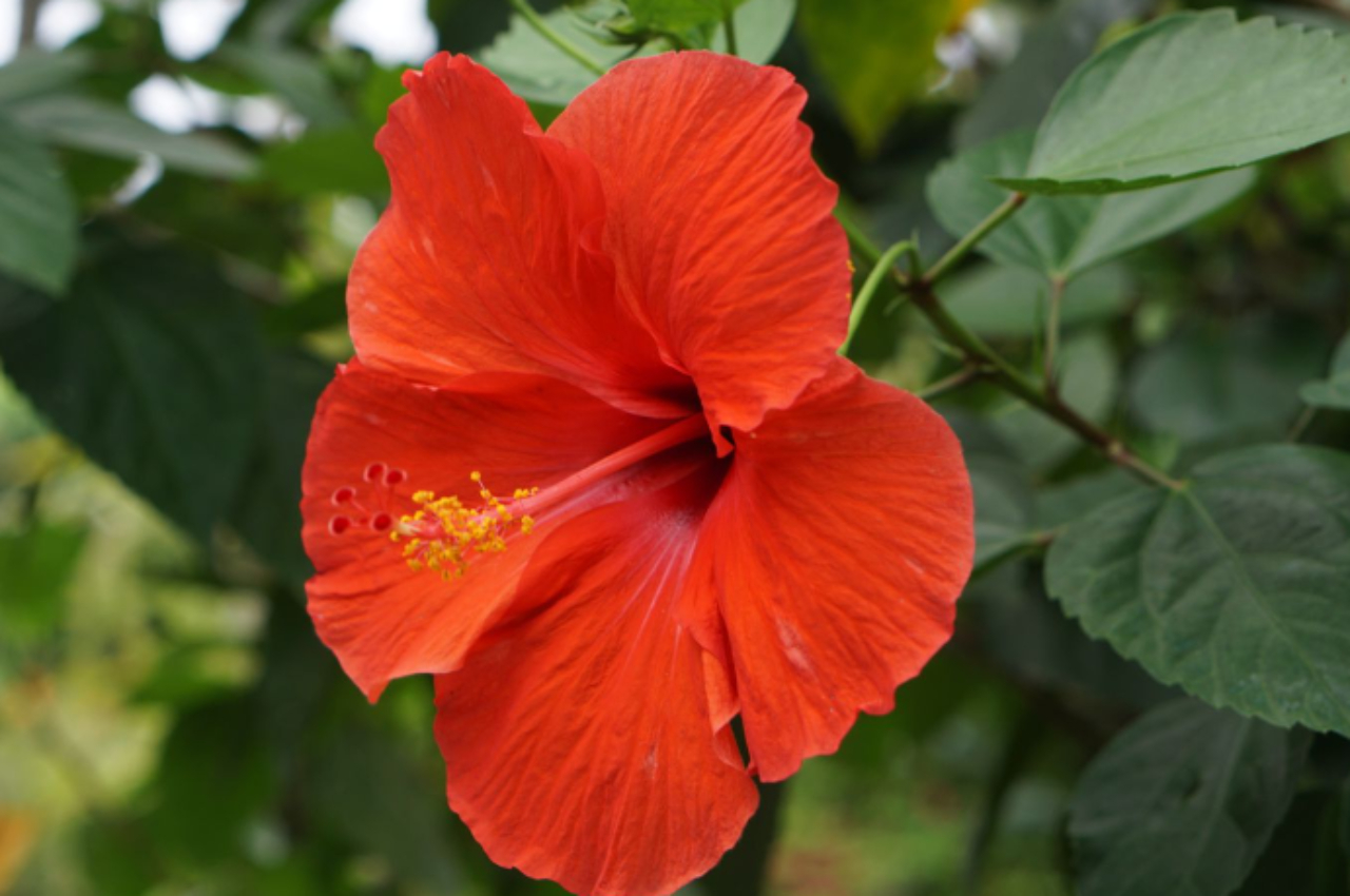 Hibiscus Flower Remedies