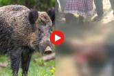 wild-boar