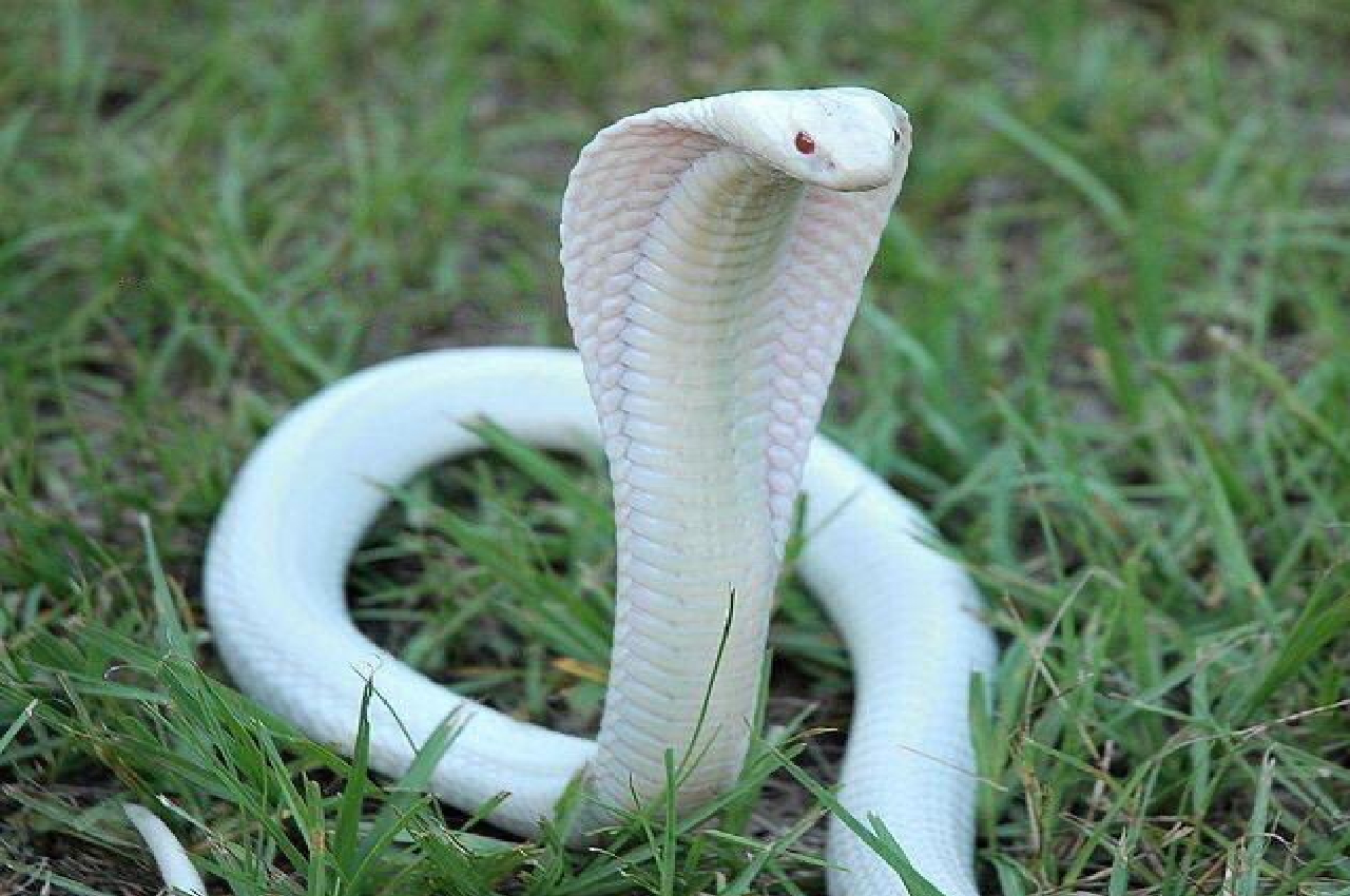 Albino cobra