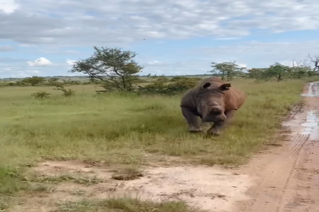 safari tourist chased by rhino