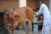 Indian Veterinary Research Institute