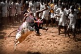 Jallikattu