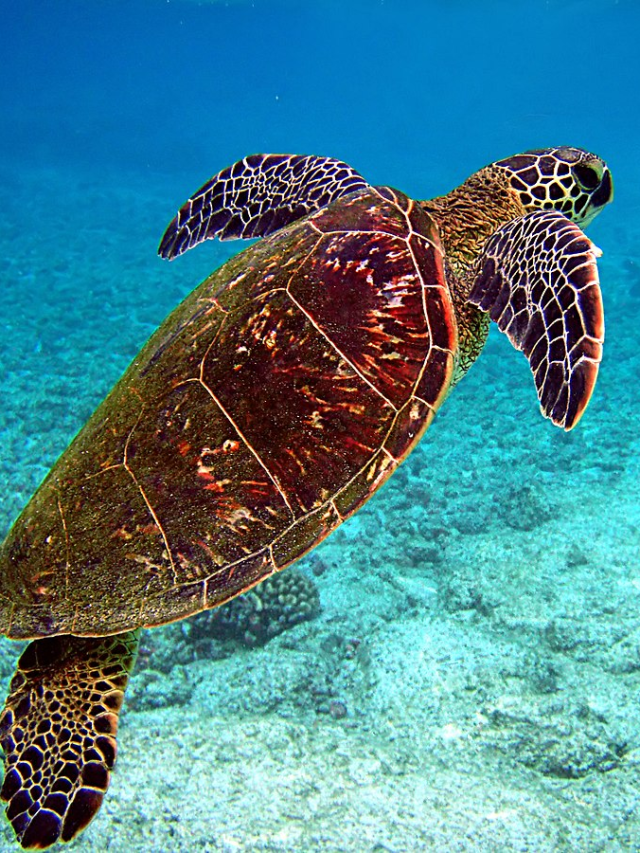 World Turtle Day 2023: 11 Fascinating Truths about this Reptile - News24