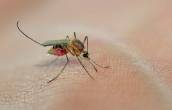 mosquito borne diseases