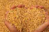 Paddy crop procurement