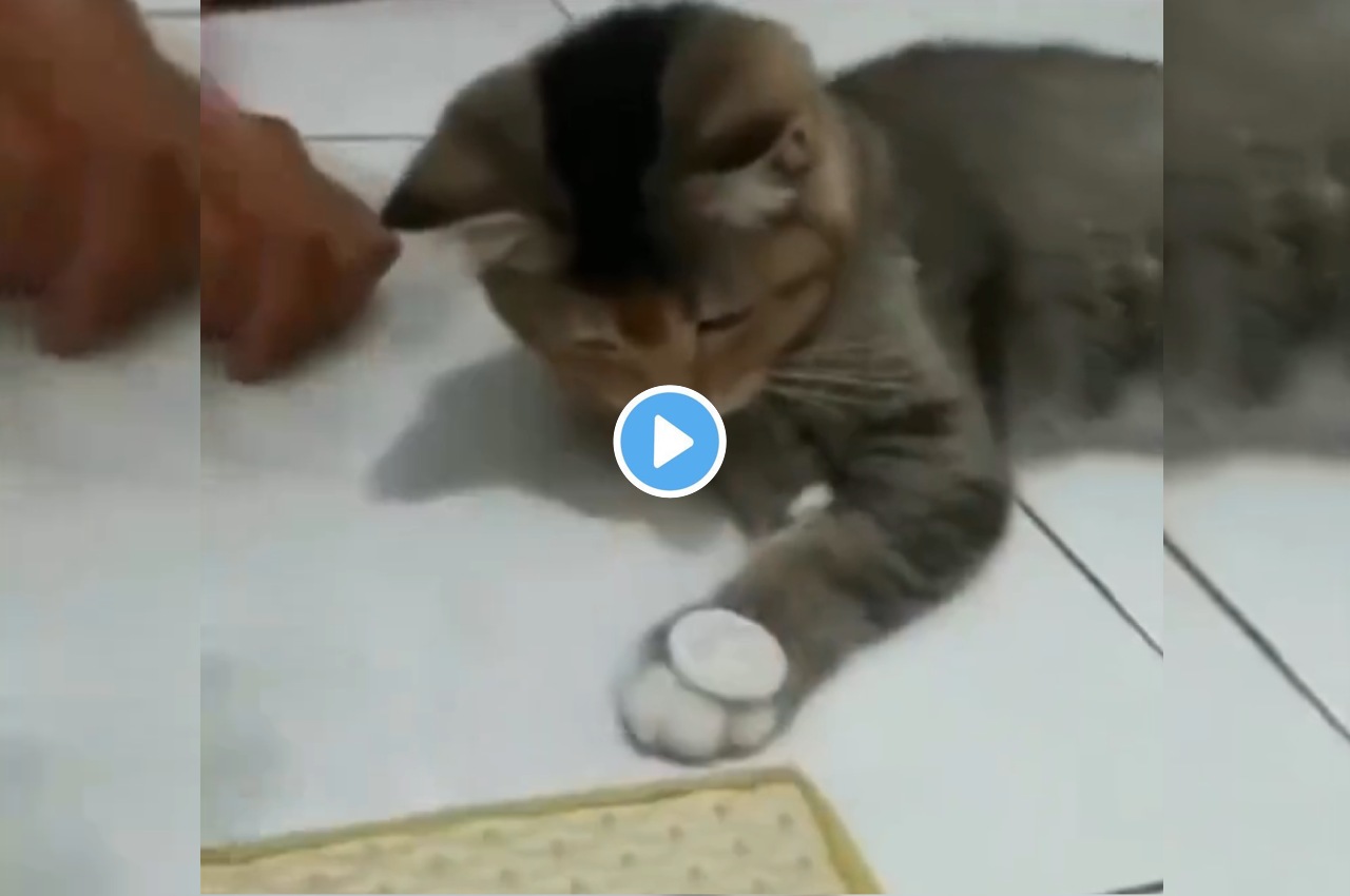 Cat performs magic trick