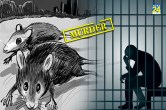 Noida man kills rat