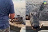 Alligator Leaps from Water