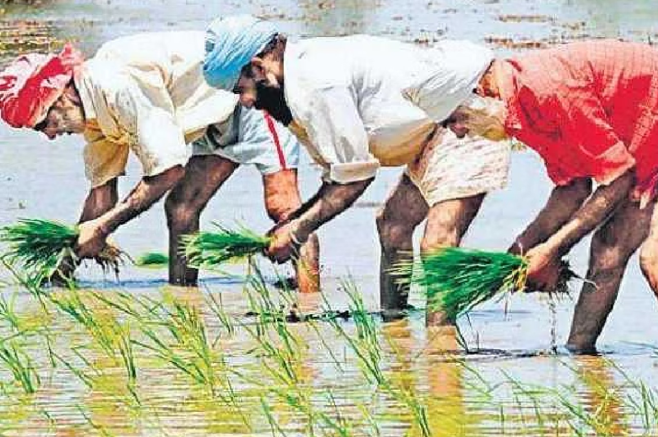 Paddy crops affected in Punjab