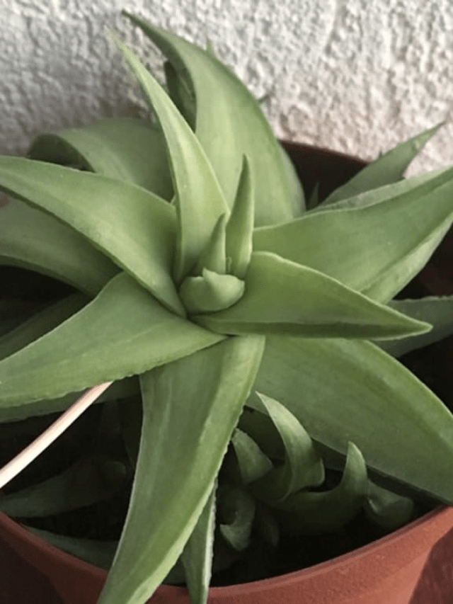 Zero-maintenance indoor plants which BOOST your house’s beauty
