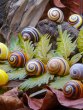 The World of Snails: A Fascinating journey to help you recognise the creepy yet beautiful creatures