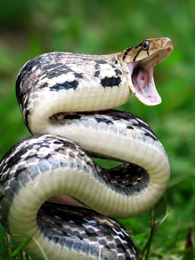 The World's Deadliest Snakes: 8 Venomous Serpents You Need to Know - News24