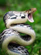 The World's Deadliest Snakes: 8 Venomous Serpents You Need to Know