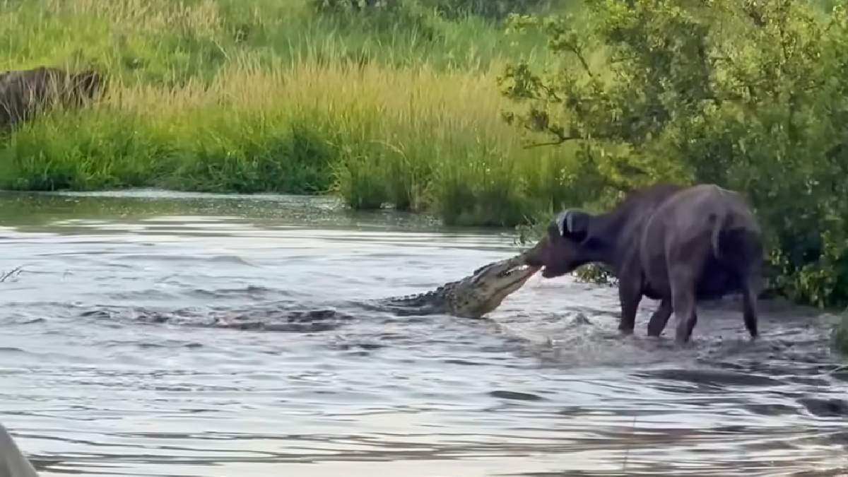 Screengrab of video showing buffalo and crocodile. (Photo Credit: Youtube/Latest Sightings)