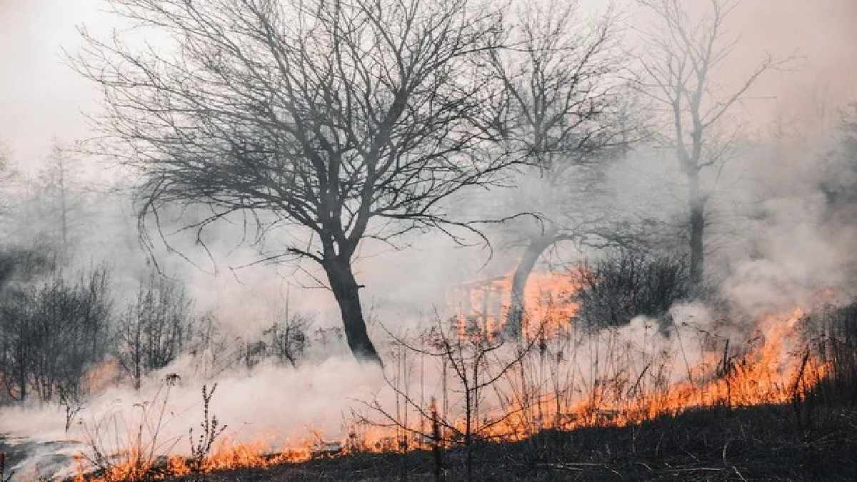 Hawaii wildlife fire