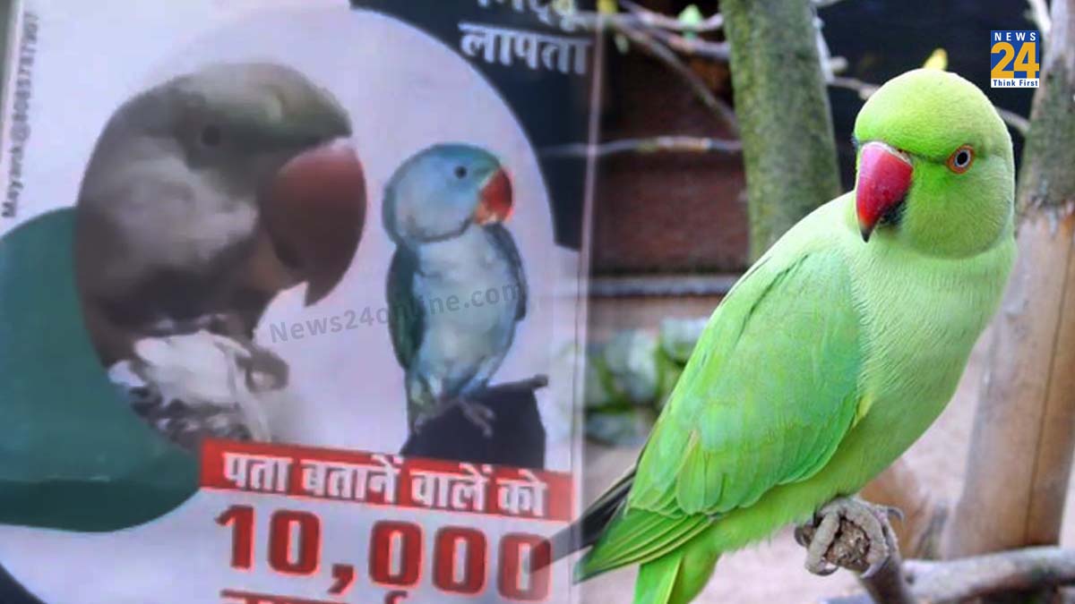 Rs 10,00 reward on missing parrot