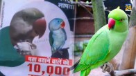 Rs 10,00 reward on missing parrot