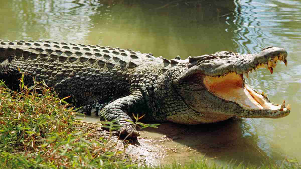 Crocodile killed footballer