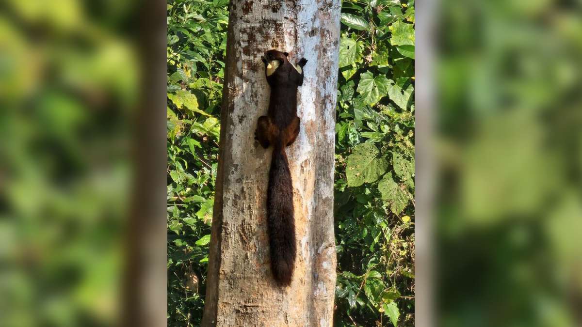 World's largest squirrel spotted in India. (Photo Credit: Twiiter/@ParveenKaswan)