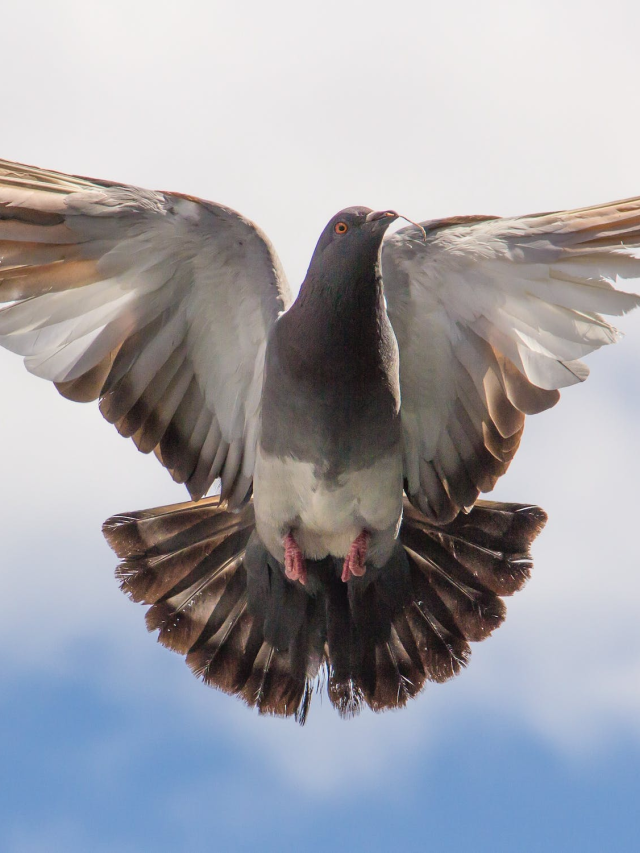 Pigeons around you are auspicious or not? Know here - News24