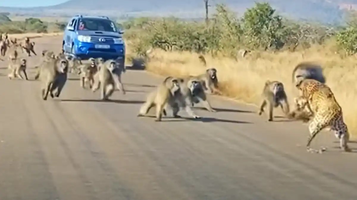Watch | 50 baboons attack leopard on road, traffic halted