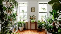 Best indoor plants for fresh air