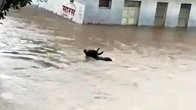 Gujarat Floods