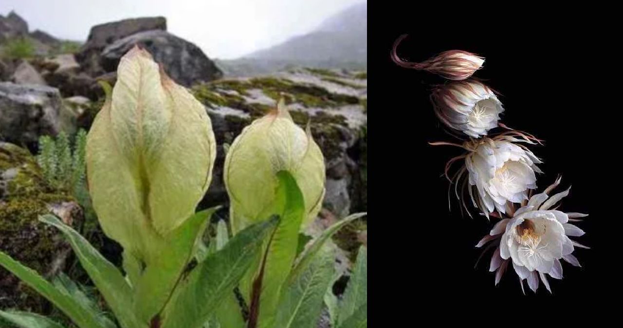The mystique Brahma Kamal blooming in the lap of Himalayas.