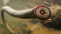 Pacific Lamprey (Photo Credit: Wikipedia)