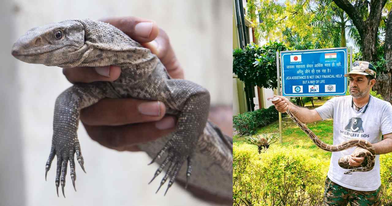 Reptiles caught (Photo Credit: News 24)