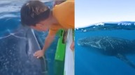 Screengrab of video showing shark seeking human help. (Instagram/Natureinclips)