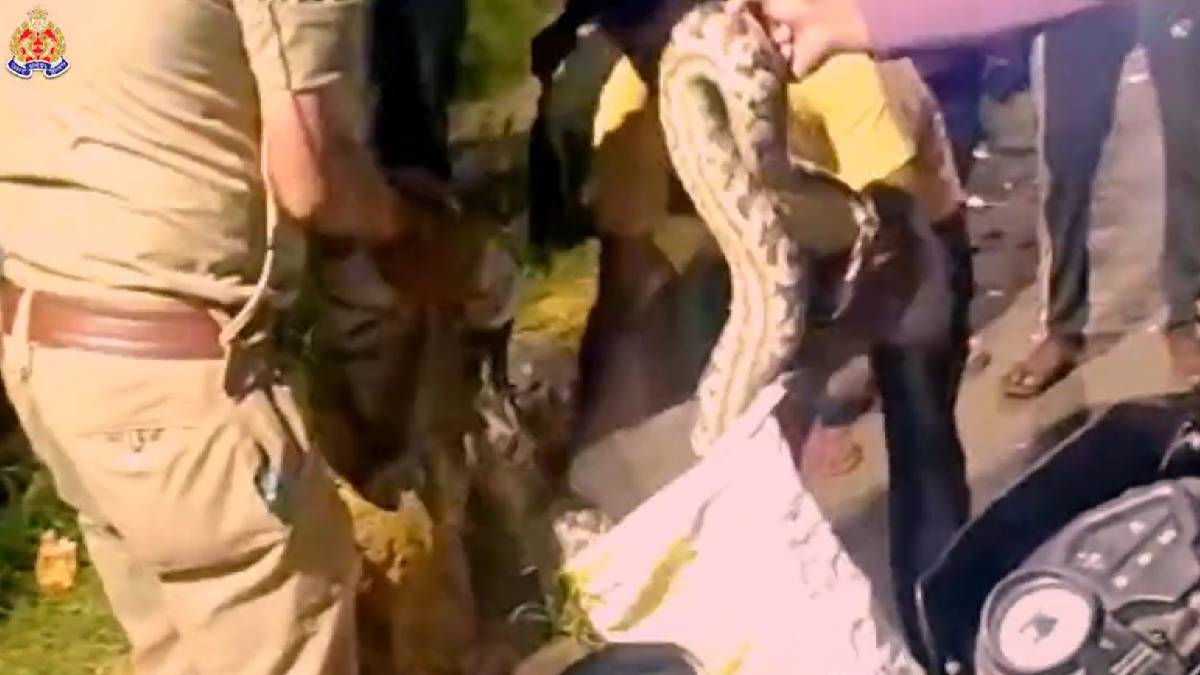 Greater noida, python clings on truck