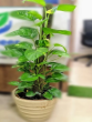 Top 10 Advantages of Money Plant: Bringing Prosperity and Greenery into Your Life