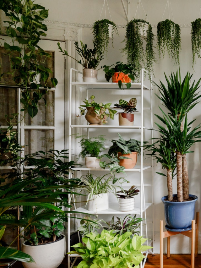 7 Indoor Plants That Will Bring Positive Energy In Your Home - News24