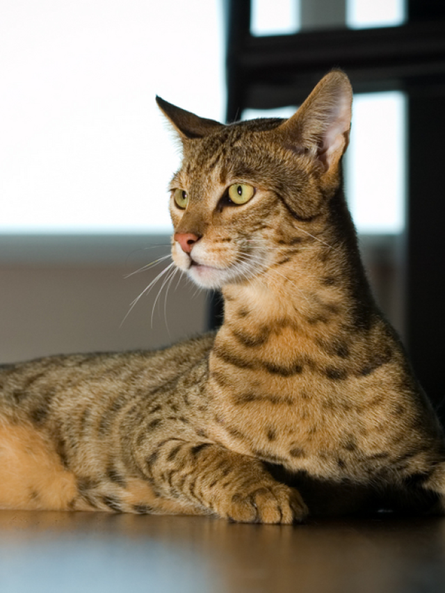 World's 10 Most Expensive Cat Breeds - News24