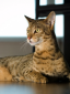 World's 10 Most Expensive Cat Breeds