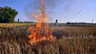 Stubble Burning