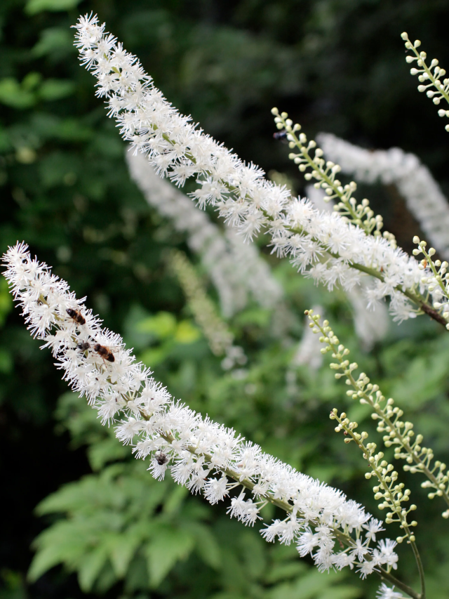 5 Health Benefits Of Black Cohosh News24   Cropped Image 1585 