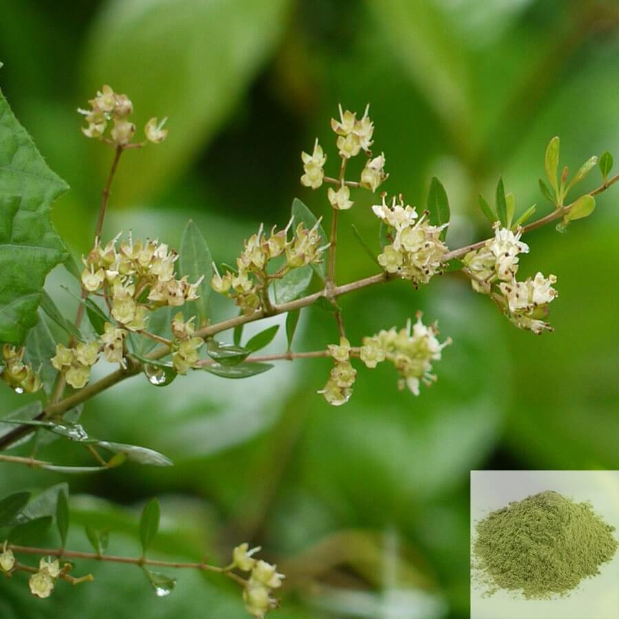 Henna Plant - URBANO.IN Henna plant