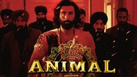 Animal Film
