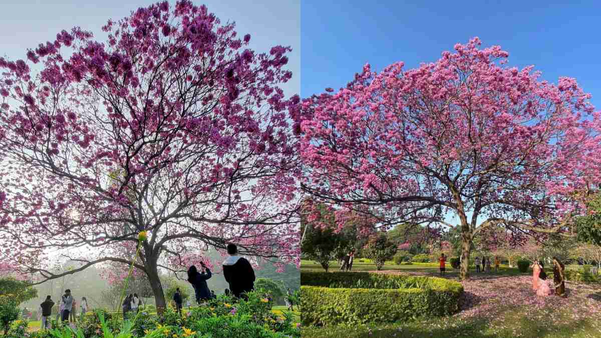 Bengaluru Cherry blossom
