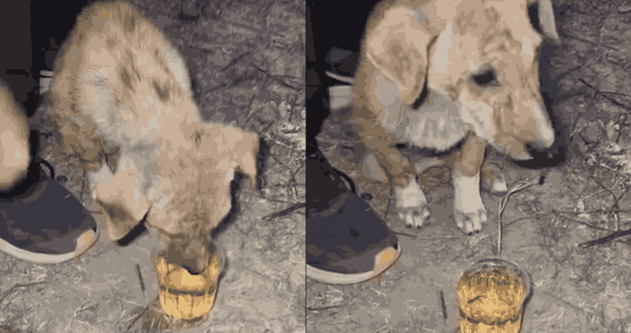 Boys Serve Alcohol To Street Dog In Rajasthan