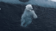 Polar Bear